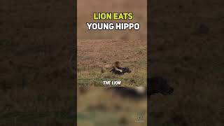 Lion Attacks Young Hippo