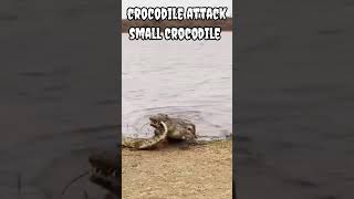 Crocodile attack small crocodile #shorts #trending #viral #animals