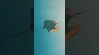 Bat fish(Bayang) | Spearfishing Philippines #fishingvideo #shorts #dalaguetespearovlog #spearfishing