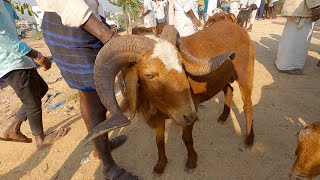 ಶಹಾಪುರ ಆಡು ಕುರಿ ಸಂತೆ - ಪ್ರತೀ ಶುಕ್ರವಾರ #redsheep #kurisakanike