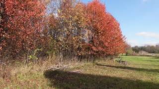 Đi giữa rừng mùa .The autumn forest is so beautiful /Cao Nguyên USA .