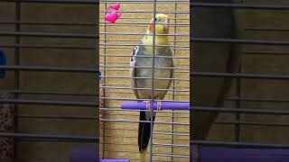 FunnyParrot #cutebirds #funnyparrot #cockatiel #fannycockatielshorts #CockatielSinging #CuteSound