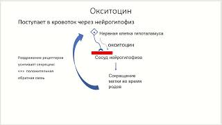 Эндокринная система (часть 2).  Регуляция секреции гормонов.