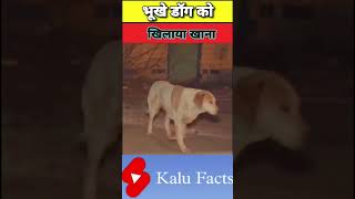 भूखे कुता कु खिलाया खाना #shorts #tranding #youtubeshorts #monkey #shortsvideo #vairal