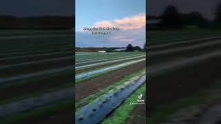 Farming on 2 Acres -2021