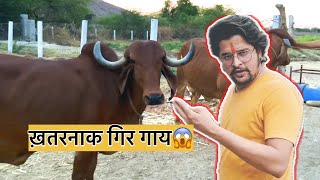 हम लेने गये ख़तरनाक गिर गाय😱😱😱#baawalechorevlogs #cowvlog #desicow #gircows #newgircow #cowlover