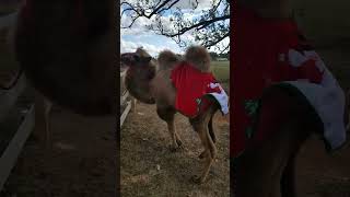 camel in ruttish