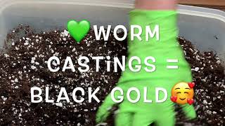 Revitalizing Potting Mix Fungus Gnat Free Worm Castings Bti Live Soil 💚 Seed Planting Tiny Grow Bags