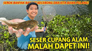 SESER IKAN CUPANG ALAM MALAH DAPET INI! KITA BAWA PULANG DAN BESARKAN HEWAN INI!