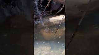 water is low in this creek bed! inspiration for a new biotope setup!