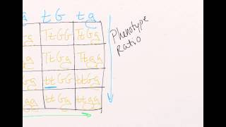 Intro to Dihybrid Crosses 2