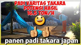 PANEN PADI TAKARA JAPAN_JENIS PADI  TERBAIK_PADI UNGGUL DENGAN HASIL PANEN TERTINGGI