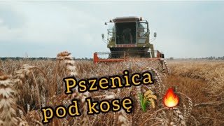 ☆ Koszenie pszenicy 🌾🔥 Claas Dominator w akcji 》