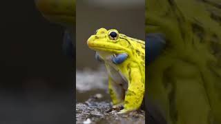 #follow ⬆️                                                         #shortvideo  #frog #frogs