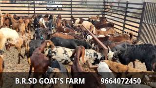 कट्टू माल के होलसेल विक्रेता संपर्क करे 9664072450 - baba Ramdev SD Goats Farm