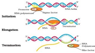 What is Transcription? Over all review of Transcription in Prokaryotes