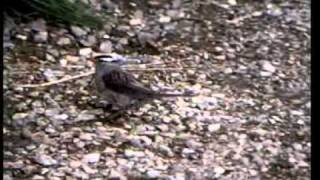 WHITE-CROWNED SPARROW