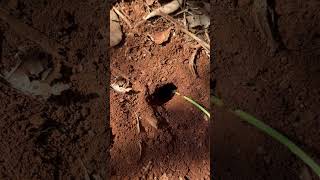 Insect battle Venomous ants attack crickets in deep hole #shorts