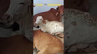 Cow Video // Chewing Cow // Cow sleeping