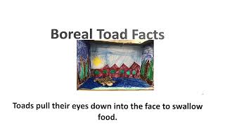 Boreal Toad Facts - 2nd Grade Project