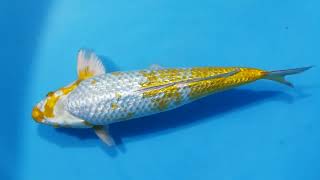 New in stock KOGANE ginrin ochiba Female Nisai breeder MARUSAKA