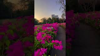 Beautiful Garden at Centara Hotel and Resort ❤️🇹🇭| Hua Hin #shortsvideo #travel #thailand #resort