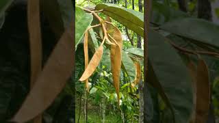 Malvales. Malvaceae. Durio kutejensis. Borneo.