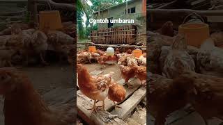 Ayam petelur umbaran