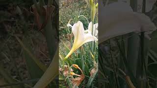 White lily #trending #viral #sad#love #flowers #blossom #happy#reels#shorts#lily #love #iloveyou