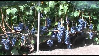 Виноград Валентин селекции Андронова (Grape variety Valentine)