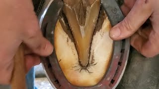 A quick video of me nailing on a hind shoe.