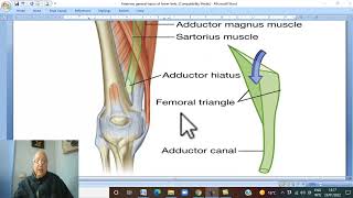 Musculo-skeletal Module , Anatomy of Lower Limb in Arabic 41 ( Adductor canal)  by Dr. Wahdan