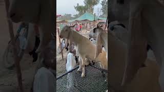 white beauty #goat #animals #cattles #cattle #song #ytshorts #trendingshorts