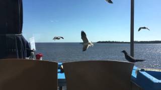 Today at lunch, grackles steal sugar packets