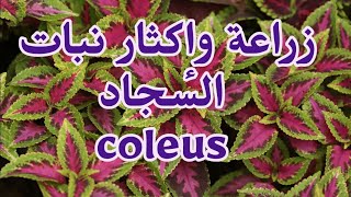 زراعة و إكثار نبتة السجاد و العناية بها coleus