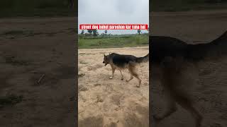 street dog bahut pareshan kar raha hai || #shorts #viral #doglover