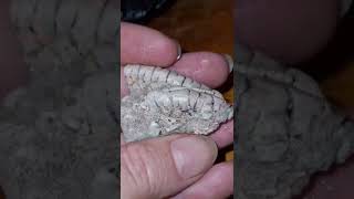 MILLIONS OF YEARS OLD! RARE CRINOID OPAL FOSSIL #opal #shorts #fossil