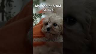 Dog at 5 AM