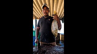 Mastering Snapper Fish Cutting Perfect Village Fish Cutting Skills