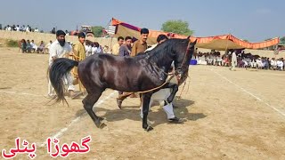 ghoda patli | Bashir Ahmed Kashmiri | horse dance dhamal mela peer shah -26