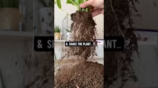 How to Revive a Plant + Soil | creative explained