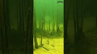 Underwater Eat ( Bass smashes bait ) #Shorts