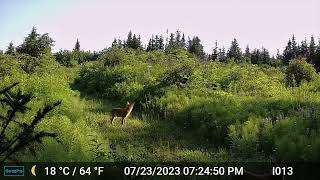 IRP Wildlife Cam