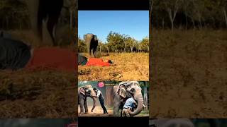 Elephant come to save human😳🔥😭#elephant #funny #funnyanimal #shorts