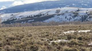 Moosepacalypse along the Gros Ventre River!