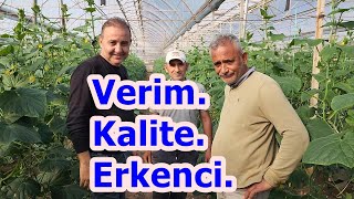 Dikenli Salatalıkta Verim - Kalite  Artışı ve Erkencilik Sağlamak - Serada Hıyar Gübreleme