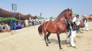 Hira | horse dance dhamal | mela peer shah -15