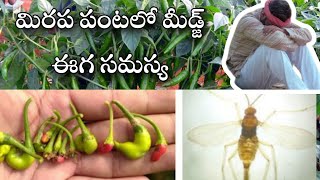 మిరప పంటలో మిడ్జ్ ఈగ సమస్య/ midge fly effect in redchilli/#nelathallivlogs #redchill #farming #thrip