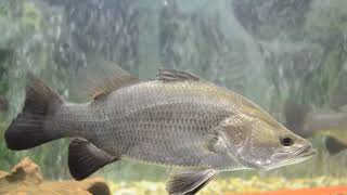 Aussie Barramundi - Tank Live Feeding