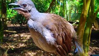 Lyrebird The Best Songbird